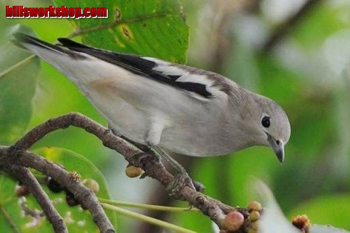 8 Jenis Burung Jalak Paling Populer yang Ada di Indonesia